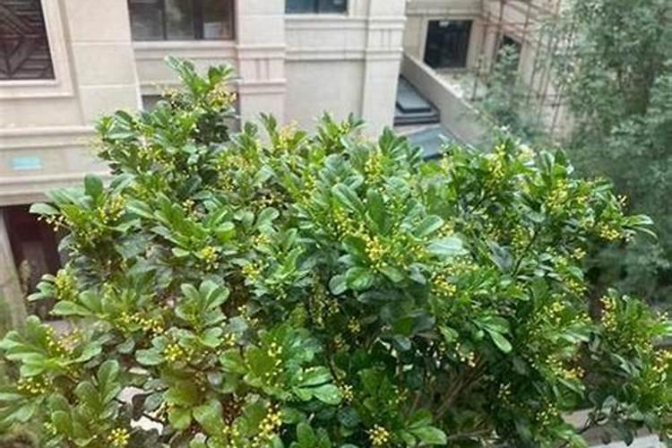 米兰花怎么浇水施肥