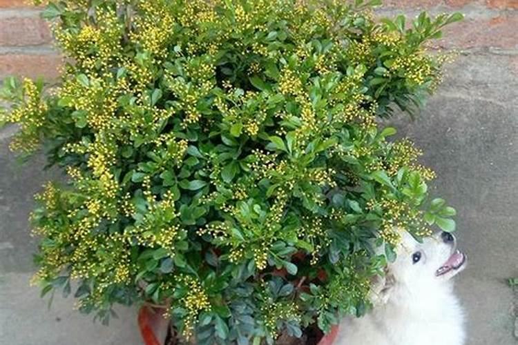 米兰花怎么浇水施肥