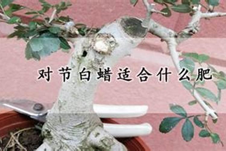 白蜡树盆景用什么肥