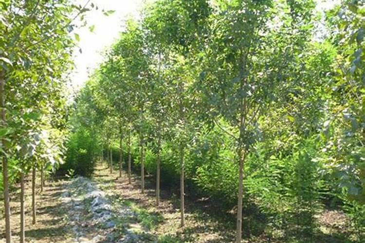 硅肥硅肥的十大作用