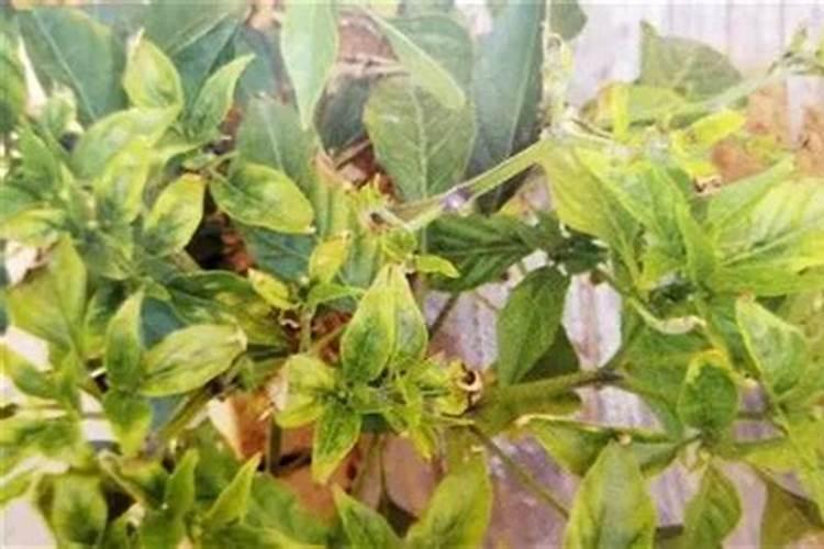 请问各位老师,辣椒缺铜,叶片什么表现