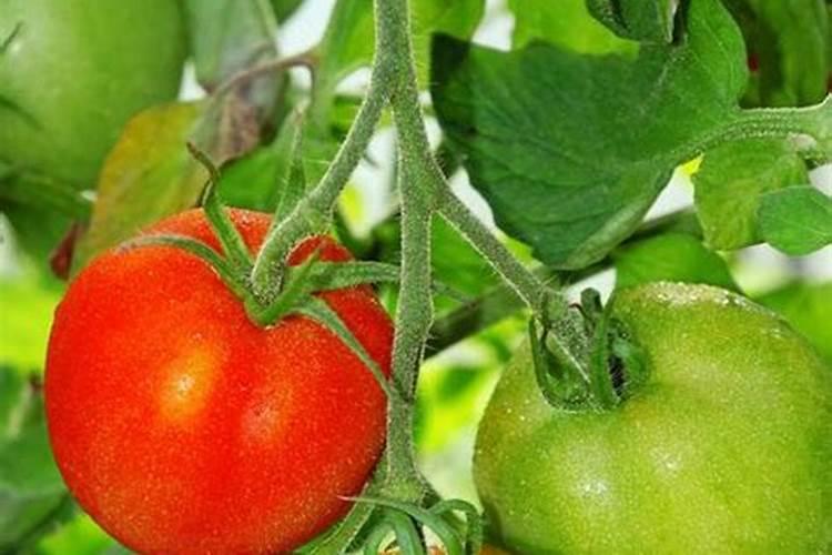 叶面肥什么时候打效果好