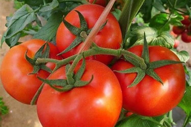 西红柿上啥肥料膨果快