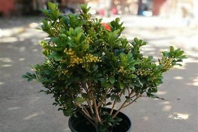 米兰花的正确养殖方法