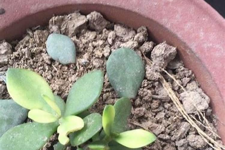 哪种肥料使钙离子流失