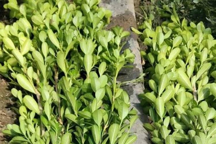 小叶黄杨叶子发黄干枯怎么补救