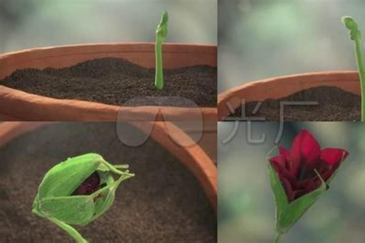 火龙果花少、坐果率低怎么办？秋季火龙果冲什么水溶肥？