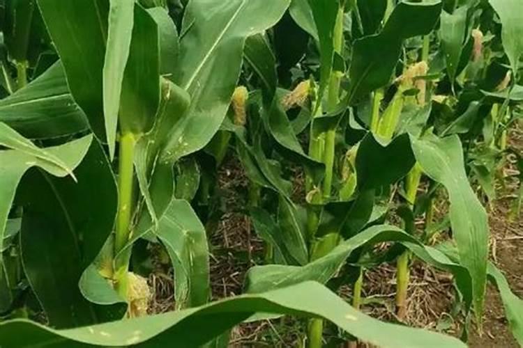 甘蔗放化肥烧根的补救措施有哪些