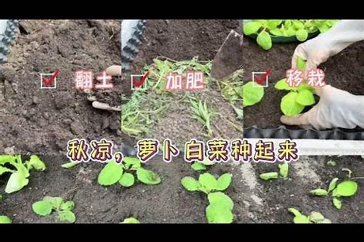花生枯、菜籽饼、桐枯三种哪个肥料更好？