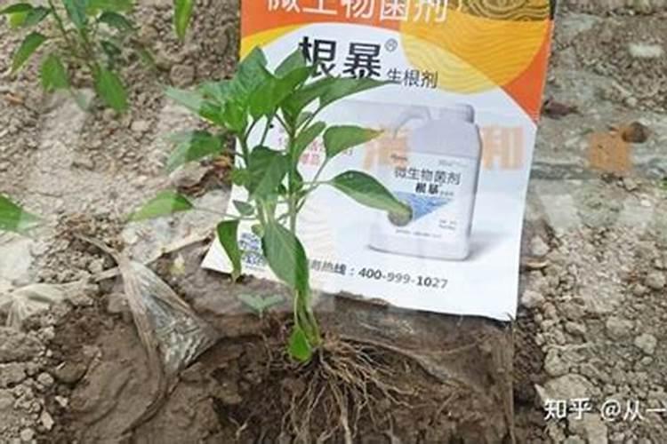 养花小妙招让它快速生根 用什么浇花生根快