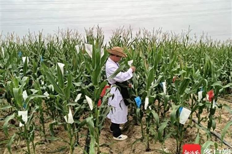 颗粒磷肥是过磷酸钙吗