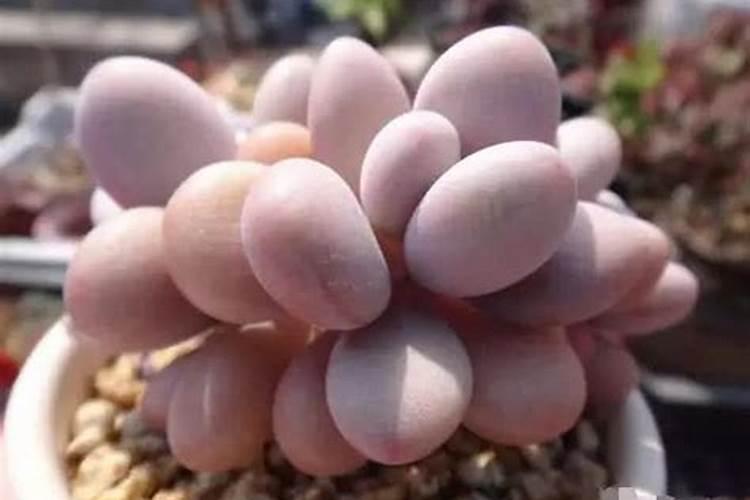 买的月季花苗多久浇水