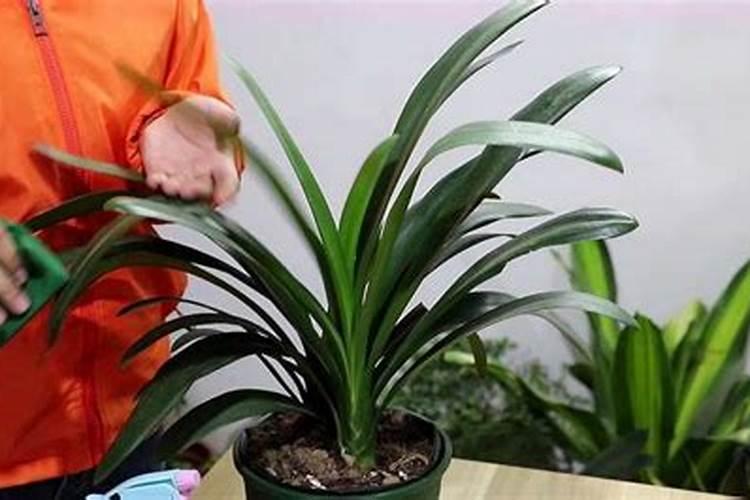 君子兰为啥不开花