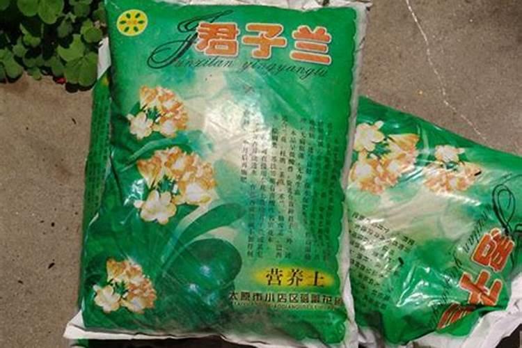 君子兰叶子有褶皱是什么原因