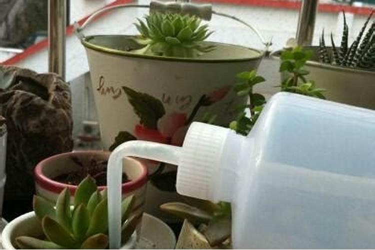 水溶肥能不能叶面喷施