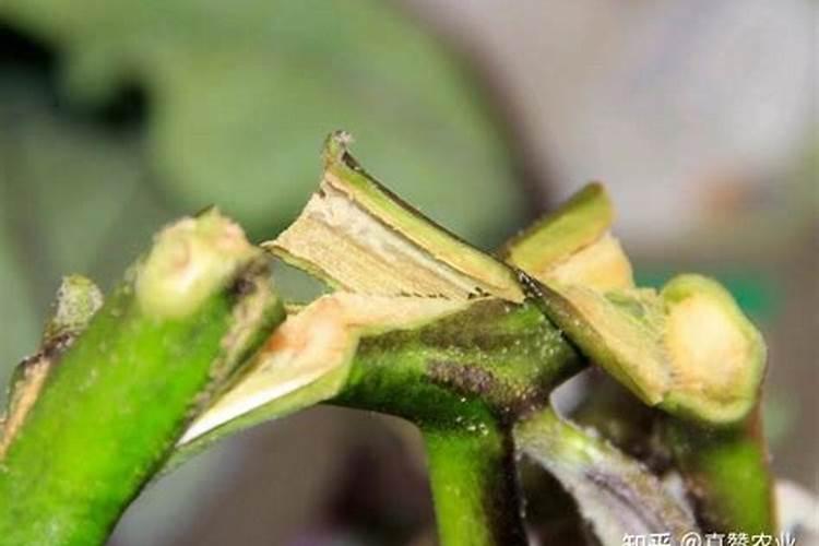 白术种子种植最佳时间