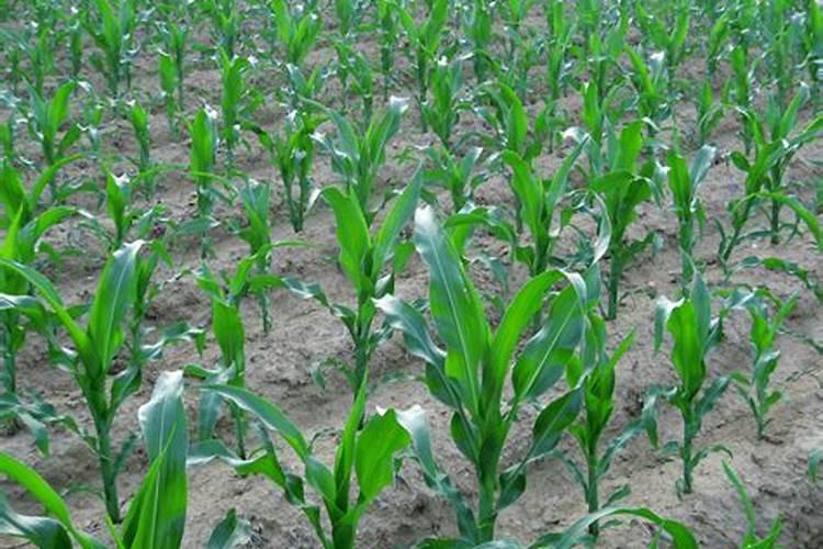 花生控旺用什么药