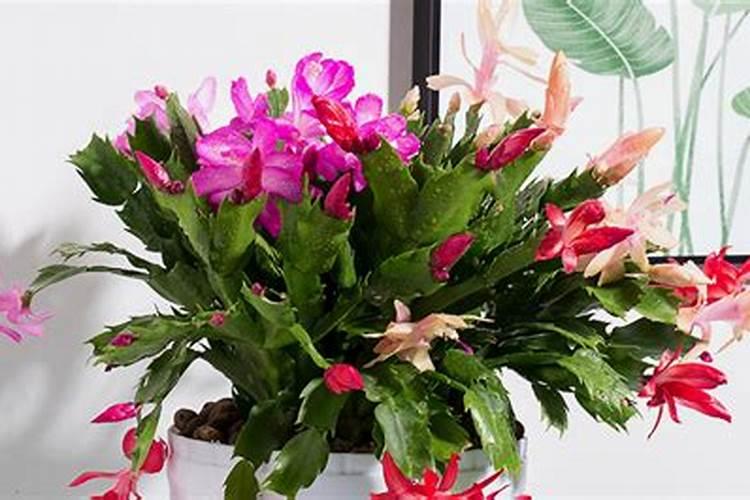 天鹅绒种球怎么种