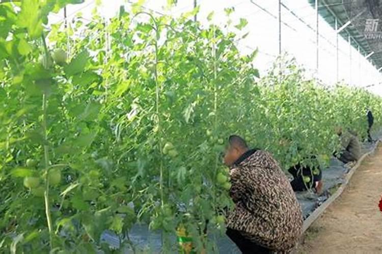 附近的有机肥生产厂家