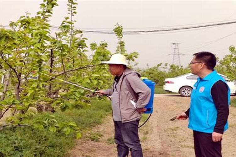 多效唑发生药害时是不是可以用赤霉素和氮进行调解