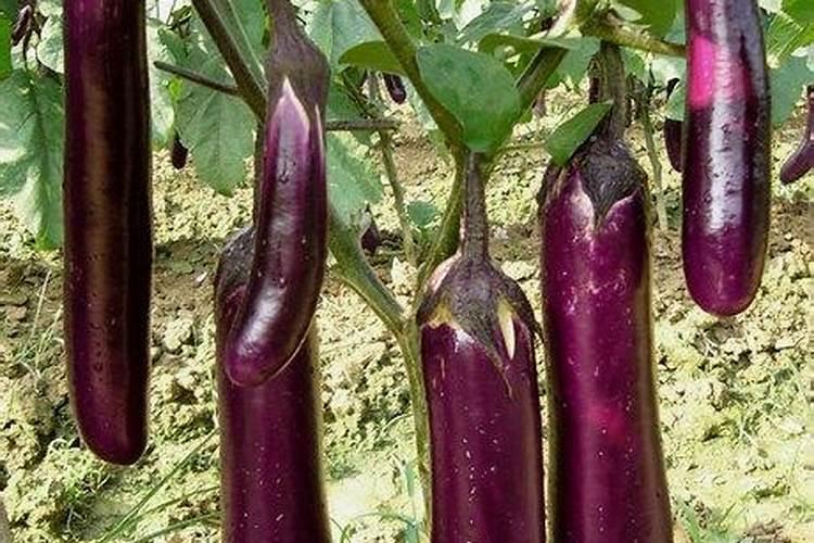 茄瓜种植方法是什么