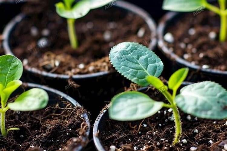 磷酸二氢钾叶面肥什么时候用