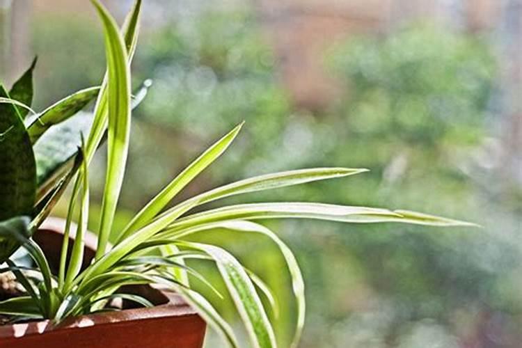 水养吊兰用什么肥