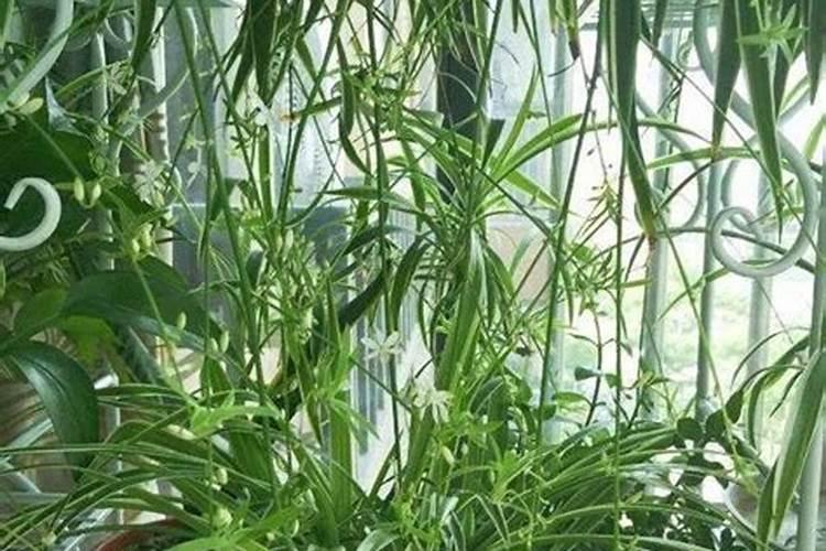 养吊兰都需要施什么肥料？