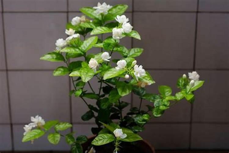 茉莉花施什么肥好,茉莉花施磷钾肥和有机肥最好