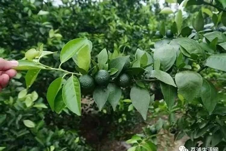 柑橘采收后喷什么叶面肥好？