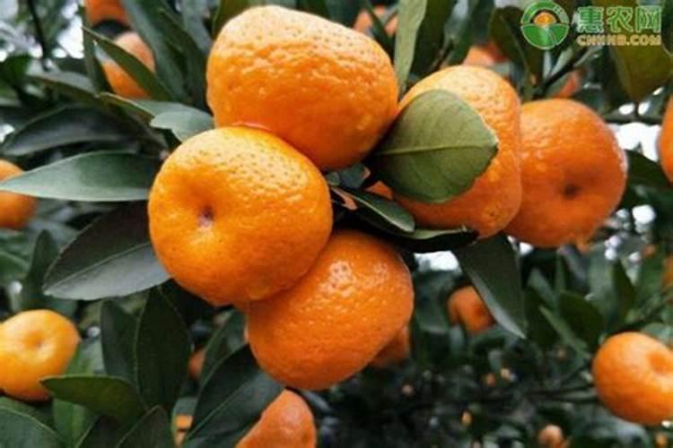 柑橘冬季施肥柑橘冬季施叶面肥柑橘果后施什么肥