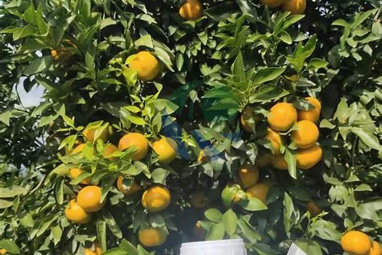 柑橘施肥时间及方法 柑橘如何施肥