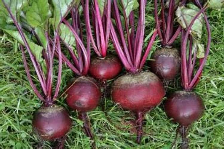 络氨铜配什么药使用