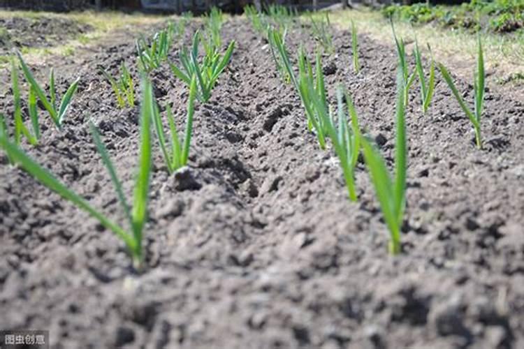 油菜施硼肥的最佳时间