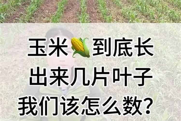 玉米头次追肥几片叶好