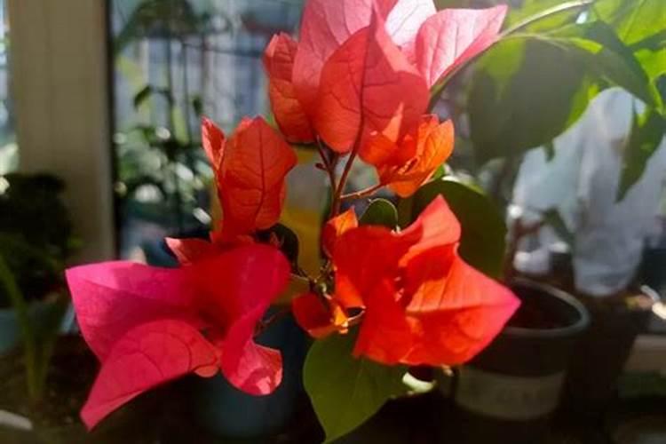 桂花叶子喷什么叶面肥最好