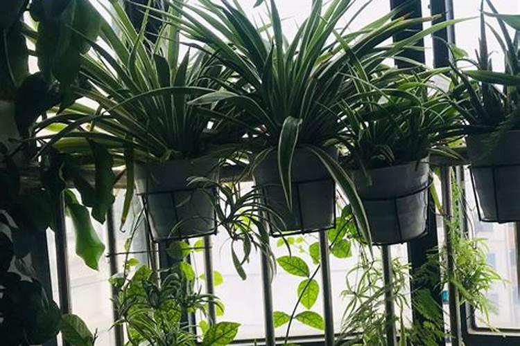 怎么种植多肉植物