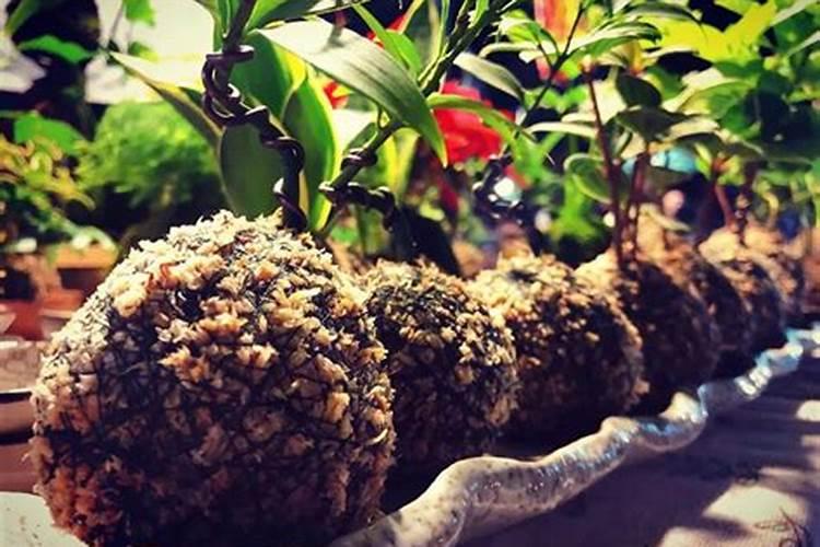 什么肥料种花好