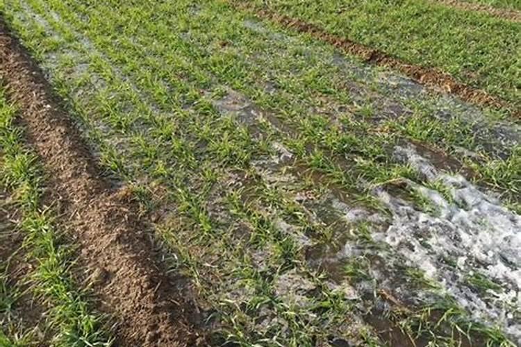 小麦浇返清水需要用什么肥料