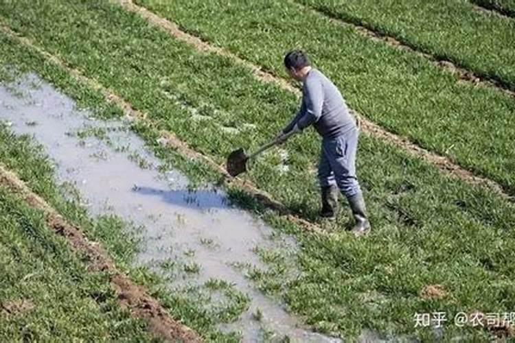 浇返青水上什么肥料