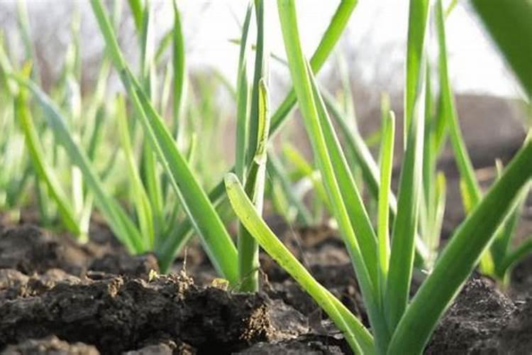 大蒜生长需要什么肥料