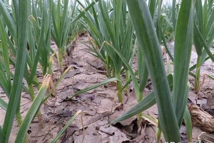 紫皮大蒜的高产栽培技术 紫皮大蒜种植技术