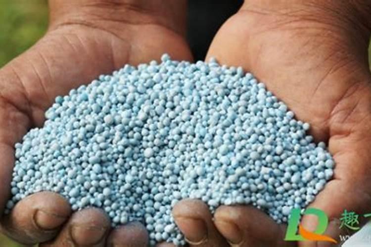 霜降后白菜还能生长吗