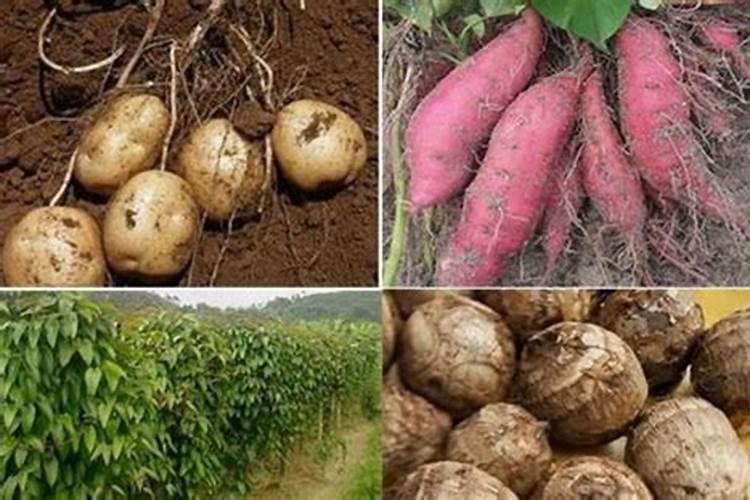 山东百威生物科技有限公司产品