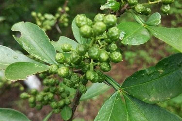 九叶青花椒栽后多久施肥的问题？