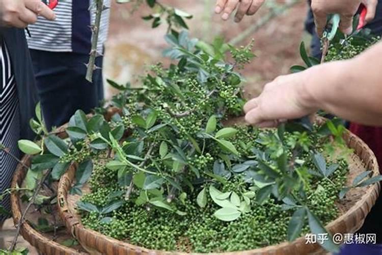 花椒树长虫该如何防治