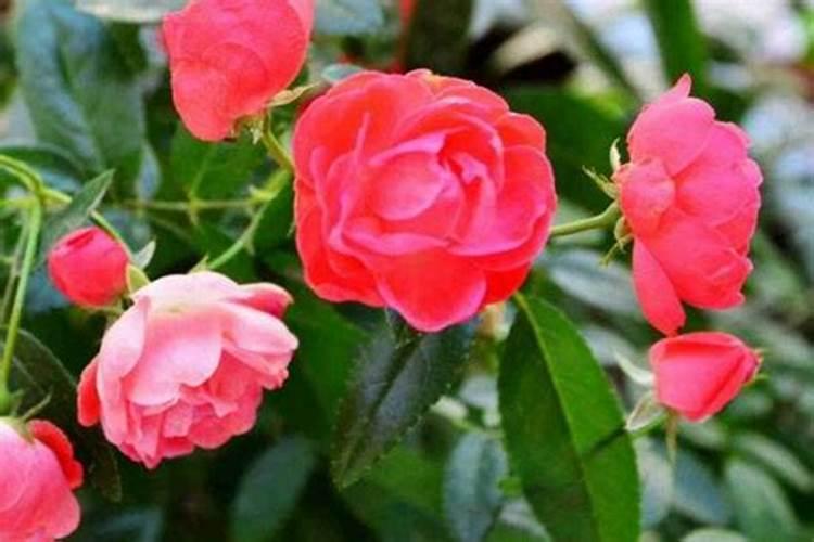 开花需要磷肥还是钾肥