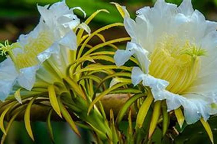 莲藕用什么肥料产量高