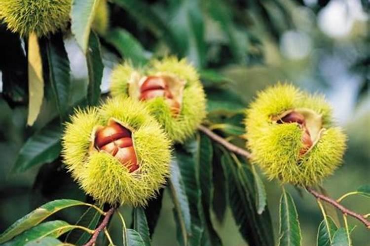 花生高产三遍药批发价格？花生开花期喷什么叶面肥？