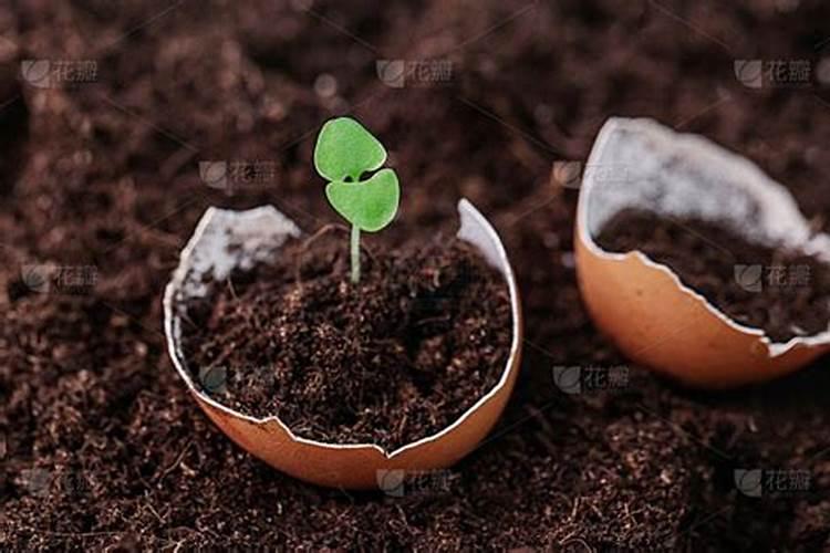 鸡蛋壳是什么肥料 鸡蛋壳含有什么元素的肥料